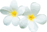 flower image